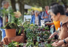 Verdi e Contenti, il tema dell’ottava edizione è “Piantare alberi per coltivare la speranza” Verdi e Contenti 7ma ed