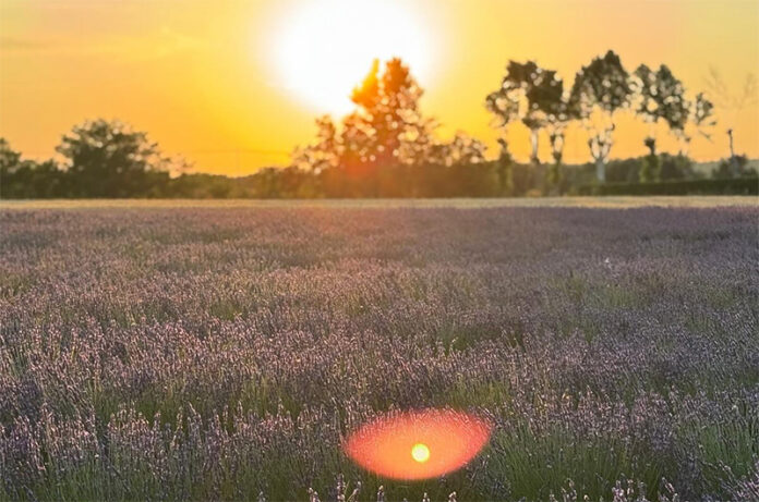 campo di lavanda-agriturismo senso-tuscania campo di lavanda-agriturismo senso-tuscania