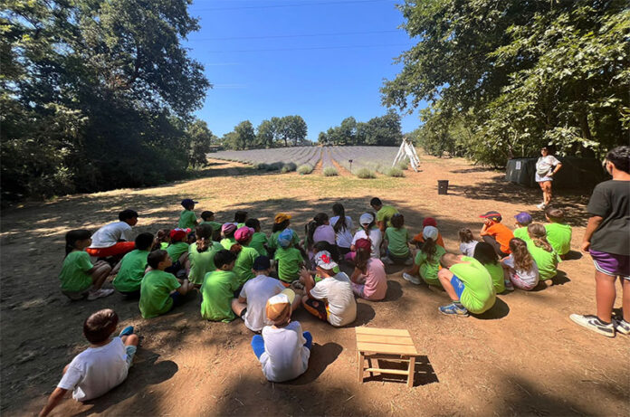 Vallerano-campi estivi