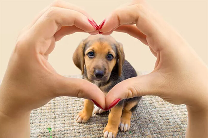 GiornataMondialeDelCane2025