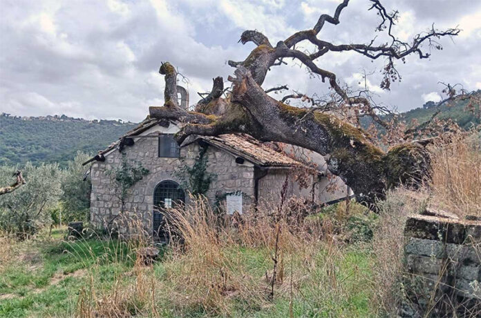 Viterbo-chiesa di Santa Maria della Valle-albero crollato