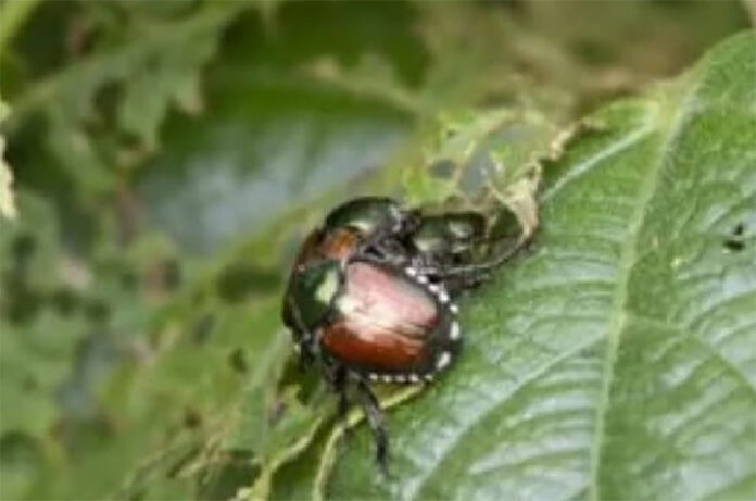 coleottero giapponese
