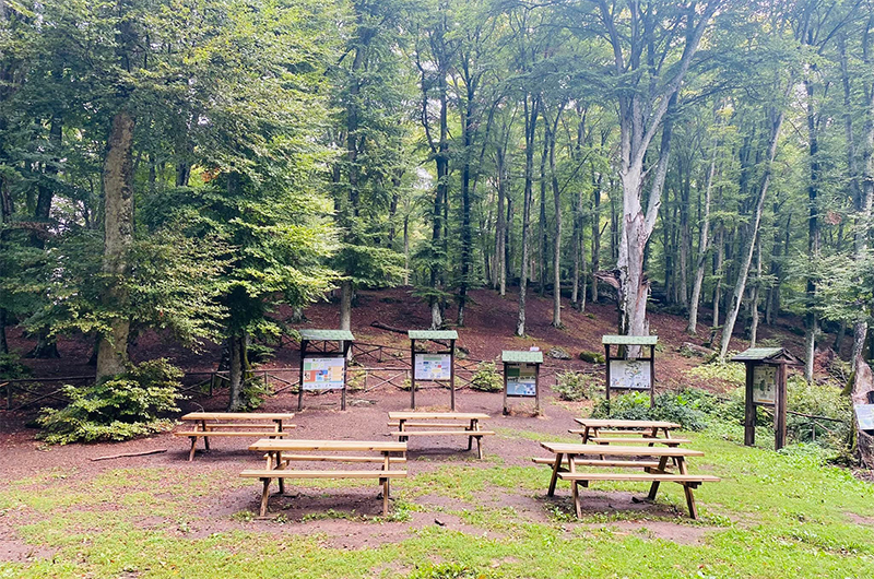 faggeta-area per picnic