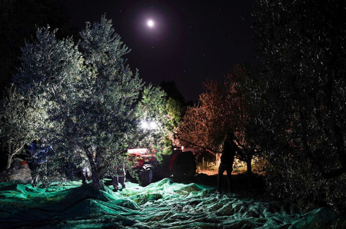 Frantoio-Presciuttini-Pierluigi-4