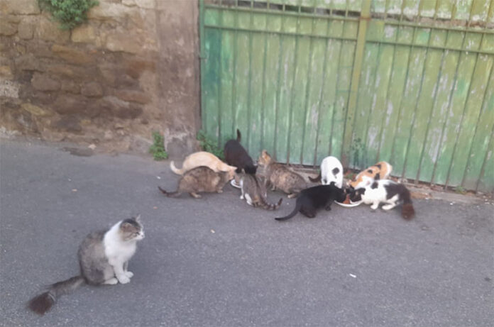 I gatti di Vitorchiano I gatti di Vitorchiano