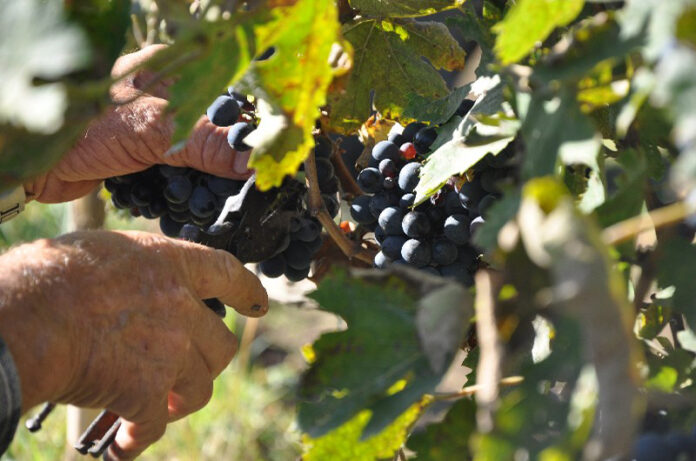 vendemmia
