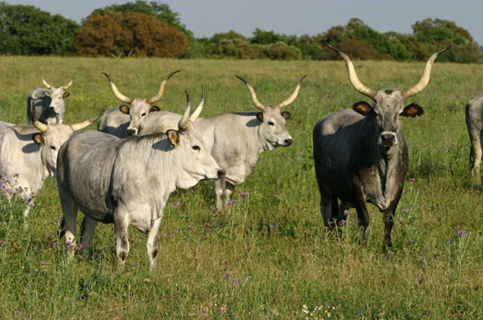 bovinomaremmano bovinomaremmano