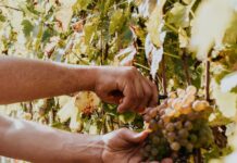 La vendemmia vendemmia-copia