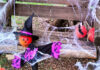 “La Zucca Stregata”, festa di Halloween alla Fattoria di Alice ALICENOVA_HALLOWEEN_2025