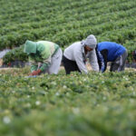 Agricoltura sociale, contrasto al caporalato e inclusione dei migranti