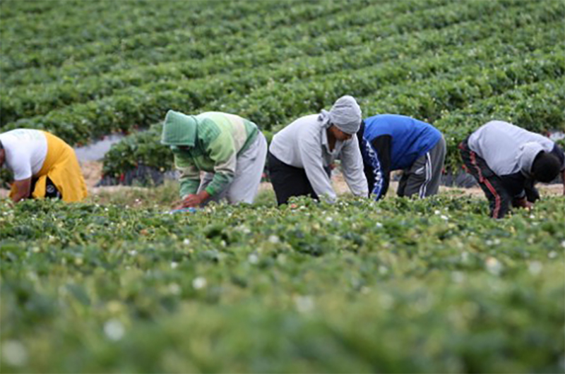 Agricoltura sociale, contrasto al caporalato e inclusione dei migranti