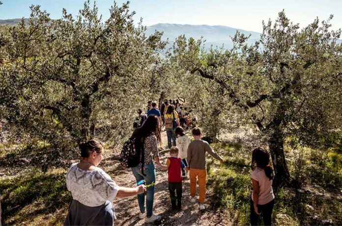 Passeggiata tra gli olivi a Canino