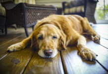 Cani anziani, suggerimenti utili dall’Enpa di Viterbo caneanziano