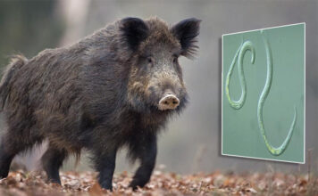 Stagione venatoria 2025-26, nuovo protocollo della Asl Viterbo per la consegna dei campioni di cinghiali per la ricerca della trichinellosi cing