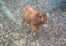 La Regione Lazio stanzia 600.000 euro per la cattura e l’uccisione di animali abbandonati enpa