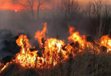 Forum Foreste di Legambiente, Lazio sesta peggior regione per superficie incendiata da inizio 2025 con 4.393 ettari a fuoco incendio-Legambiente