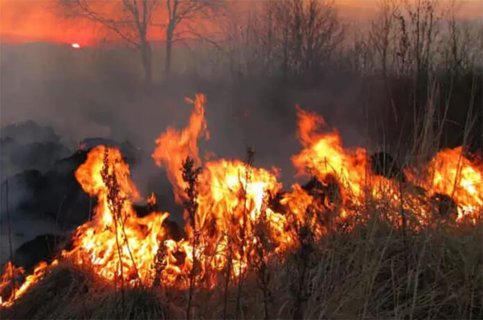 incendio-Legambiente incendio-Legambiente