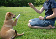 Associazione Amici Animali presentazione delle nuove iniziative con la cooperativa sociale Sirio iniziative-cinofile