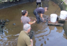 Moria di pesci e fontane nel degrado a Pratogiardino, FdI Viterbo: “La Regione costretta a sostituirsi a un Comune assente” moria di pesci a pratogiardino