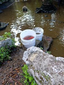 moria di pesci a pratogiardino (6)