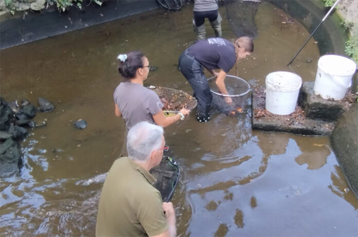 moria di pesci a pratogiardino