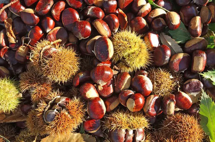 tempo-di-castagne-e-marroni-dove-e-possibile-la-raccolta tempo-di-castagne-e-marroni-dove-e-possibile-la-raccolta
