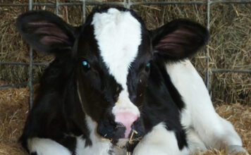 Bando dell’Università Agraria di Tarquinia, pubblicati gli atti per l’acquisto ad evidenza pubblica dei vitelli vitellino
