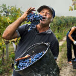 _DSC3342, Umbria, Italy, 10/2014, ITALY-10658NF4. A man pretending to eat grapes in a vineyard. IG 09/24/2019: We reap and we sow, an emergence of pleasure. The harvest begins. - Upon Learning, by Melissa Schwartz 1st Image: A girl carries bales of wheat. #Tagong, #Tibet, 2000. 2nd Image: Workers in a vineyard. #Kosovo, 1989. 3rd Image: Man harvests corn. #Kosovo, 1989. 4th Image: Man picking olives from a tree in Trevi. #Umbria, #Italy, 2012. 5th Image: Man pretending to eat grapes in a vineyard in Montefalco. #Umbria, #Italy, 2014. retouched_Ekaterina Savtsova 11/02/2014, Kacy Edelmayer 09/24/2019