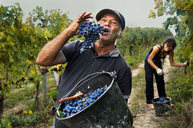 _DSC3342, Umbria, Italy, 10/2014, ITALY-10658NF4. A man pretending to eat grapes in a vineyard. IG 09/24/2019: We reap and we sow, an emergence of pleasure. The harvest begins. - Upon Learning, by Melissa Schwartz 1st Image: A girl carries bales of wheat. #Tagong, #Tibet, 2000. 2nd Image: Workers in a vineyard. #Kosovo, 1989. 3rd Image: Man harvests corn. #Kosovo, 1989. 4th Image: Man picking olives from a tree in Trevi. #Umbria, #Italy, 2012. 5th Image: Man pretending to eat grapes in a vineyard in Montefalco. #Umbria, #Italy, 2014. retouched_Ekaterina Savtsova 11/02/2014, Kacy Edelmayer 09/24/2019