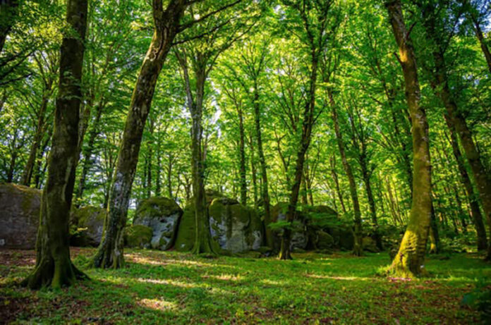 Faggeta Vetusta del Monte Cimino
