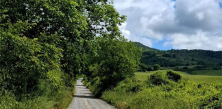 Trevinano - carta della viabilità forestale e rurale