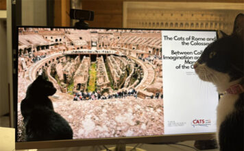La presenza delle colonie feline nel Parco archeologico del Colosseo è documentata fin dal XX secolo colonie feline nel Parco archeologico del Colosseo