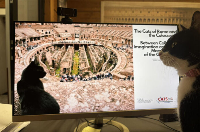 colonie feline nel Parco archeologico del Colosseo