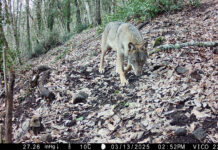 Lanci di vipere, ripopolamenti di lupi, immissioni di cinghiali. L’Ente Monti Cimini fa chiarezza tra credenze diffuse e fake news lupo 2025