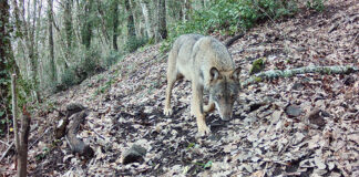 Lanci di vipere, ripopolamenti di lupi, immissioni di cinghiali. L’Ente Monti Cimini fa chiarezza tra credenze diffuse e fake news lupo 2025