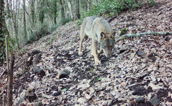 Lanci di vipere, ripopolamenti di lupi, immissioni di cinghiali. L’Ente Monti Cimini fa chiarezza tra credenze diffuse e fake news lupo 2025