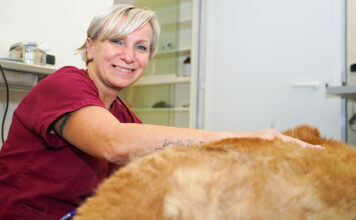 Lazio regione pet friendly, quasi 1 animale domestico su 2 adottato arriva da rifugi o dalla strada Lazio regione pet friendly