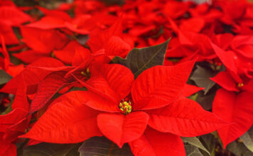 Ail Viterbo, tornano le Stelle di Natale nelle piazze della Tuscia Stelle di Natale Ail Viterbo