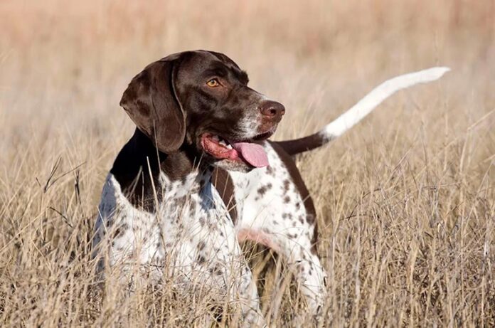 zona di addestramento cani