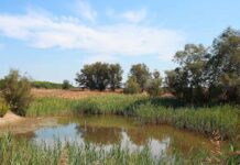 F.Marcone_Macchiagrande_2©WWF OASI-600x400