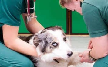 prevenzioneveterinaria