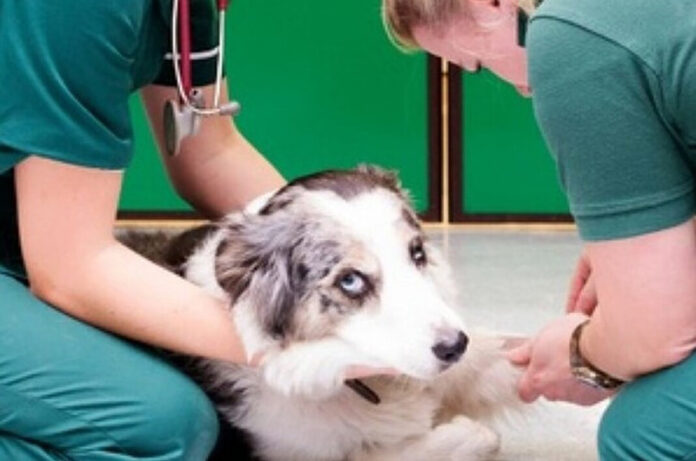 prevenzioneveterinaria prevenzioneveterinaria