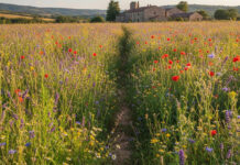 ERBORANDO Orto Botanico Rambelli