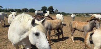 Maremma e Camargue attraverso l’arte di Cesetti, se ne parla a Palazzo Brugiotti MAREMMA-CAMARGUE