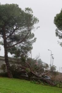 albero caduto