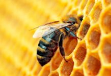 Ape che impollina-weekend