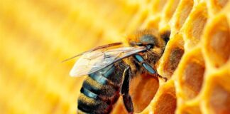 Weekend: Viterbo capitale del miele, Giornata del Paesaggio, il teatro, la musica di Beethoven, Bach-Busoni, Chopin, Scriabin e Liszt Ape che impollina-weekend