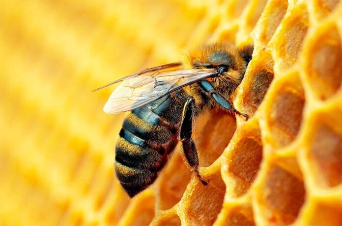 Ape che impollina-weekend