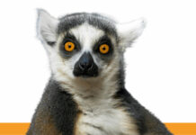 Bando Premio TWAIN_direzioniAltre 2026