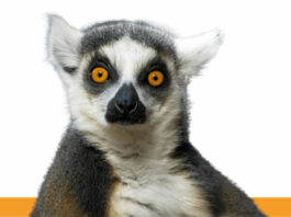 Bando Premio TWAIN_direzioniAltre 2026